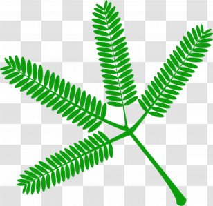Green Leaf Plant Vascular Tree - Terrestrial Flower Transparent PNG