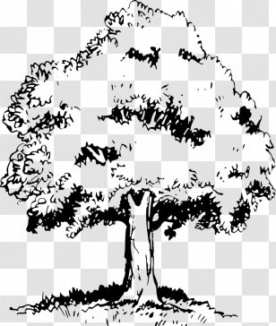 Niewoonder E & Sons Inc Patio Clip Art - Plant - Pine Family Transparent PNG