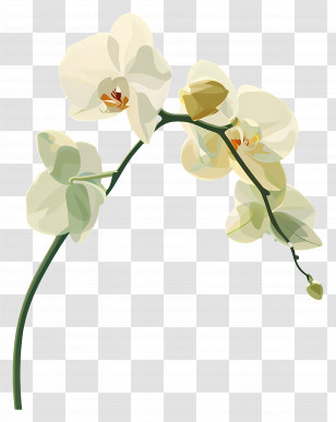 White Orchid - White Orchid Flower Transparent PNG