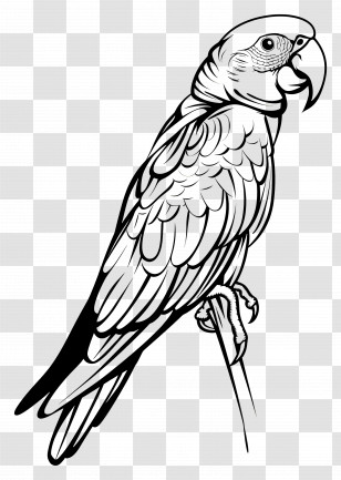 Parrot - Detailed Parrot Line Drawing Transparent PNG