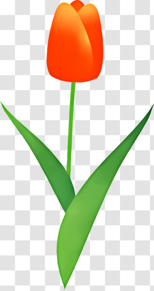 Cartoon - Orange Tulip Flower In Bloom Transparent PNG