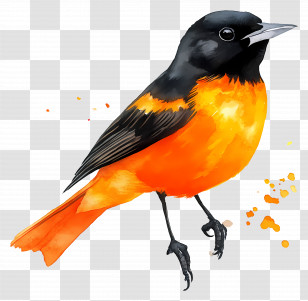 Watercolor Bird - Orange And Black Bird Illustration Transparent PNG