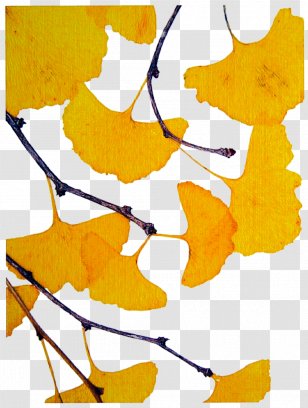 Ginkgo Biloba Tree Drawing Clip Art - Petal Transparent PNG