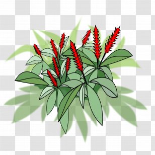 Red Ginger - Plant Stem - Alpinia Galanga Transparent PNG