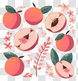 Peach - Peaches And Flowers Botanical Illustration Transparent PNG