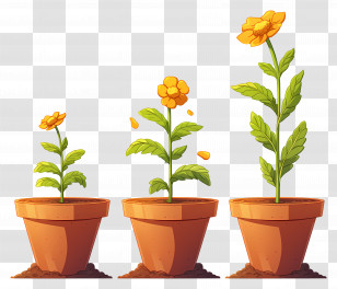 Marigolds Flower In Pot - Growing Potted Plants Transparent PNG