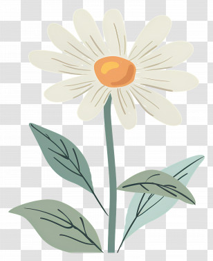 Single Flower - Minimalist Daisy Flower Illustration Transparent PNG