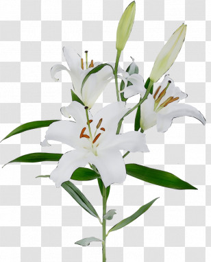 Flower Lily Plant White Stargazer Lily Transparent PNG
