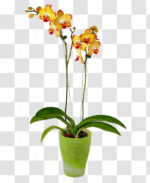 Flower Plant Moth Orchid Flowerpot Houseplant Transparent PNG