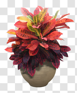Leaf - Vibrant Croton Plant In Pot Transparent PNG