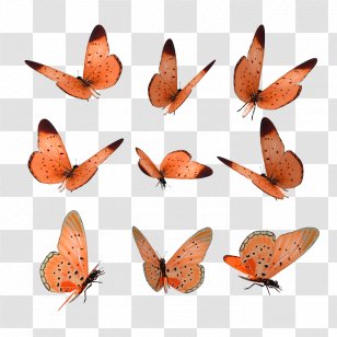 Brush-footed Butterflies Soy Luna Stock Illustration Photography - Butterfilrs Of Transparent PNG
