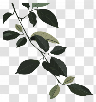 Leafy Branch - Dark Leaf Branch Illustration In Stylish Botanical Design Transparent PNG
