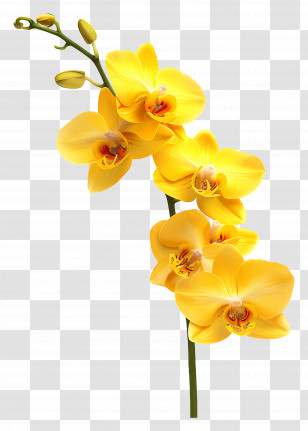 Orchid Flower - Yellow Orchid Flower Arrangement Transparent PNG