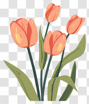 Tulips - Spring Tulip Flowers Blooming Illustration Transparent PNG