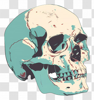Skull - Detailed Human Skull Illustration Transparent PNG