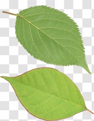 Leaf Image Resolution Clip Art - Web Design Transparent PNG