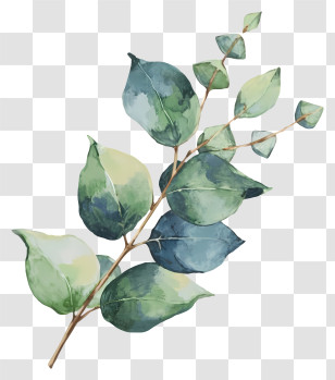 Green Tree Branch - Watercolor Eucalyptus Leaves Illustration Transparent PNG