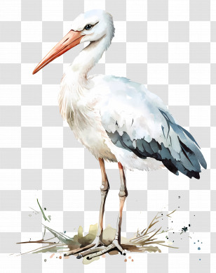 Watercolor Baby Stork - White Stork With Long Legs Transparent PNG