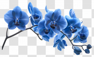 Orchid Flower - Beautiful Blue Orchid Flowers On Branch Transparent PNG