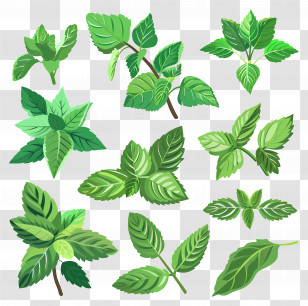 Mint Herbs - Collection Of Green Mint Leaves Illustration Transparent PNG