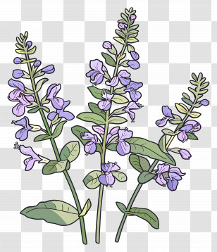 Catmint - Lavender Plants Botanical Illustration Transparent PNG