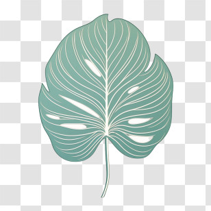 Monstera Leaf - Green Leaf Illustration Transparent PNG