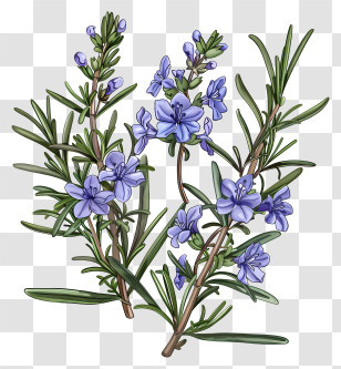 Rosemary Flower - Illustration Of Rosemary Plant With Flowers And Leaves Transparent PNG