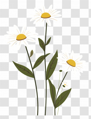 Flowers Daisy - Minimalistic Daisy Flower Illustration Transparent PNG