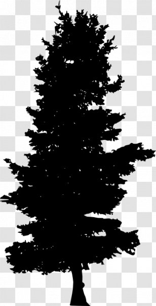 Spruce Pine Fir Evergreen - Tree Silhouette Transparent PNG