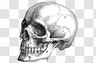 Skull Vector Graphics Illustration Drawing Anatomy - Organism Transparent PNG