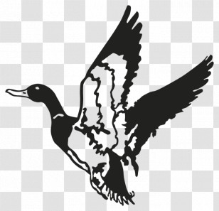 Bird Duck Water Bird Ducks, Geese And Swans Waterfowl Transparent PNG