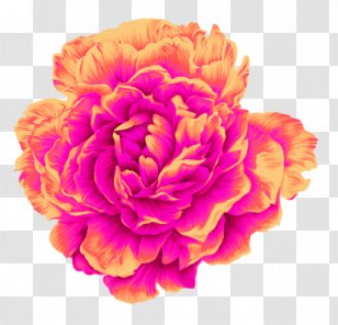 Moutan Peony Poster - Floral Design Transparent PNG