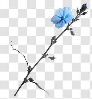 Blue Flower - Blue Flower Stem With Delicate Petals Transparent PNG