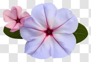 Elegant Periwinkle Flower - Purple And Pink Flowers Transparent PNG