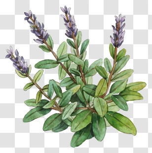 Lavender Plant - Lavender Plant With Green Leaves Transparent PNG