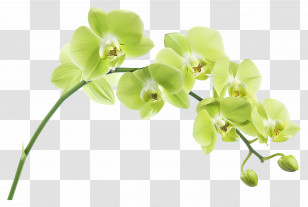 Orchid Flower - Green Orchid Flower Arrangement Illustration Transparent PNG