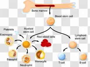 Memory B Cell Blood Clip Art - Brand - Naive Transparent PNG