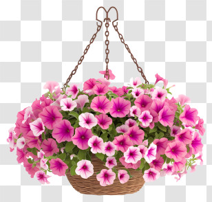 Elegant Petunia Flower Hanging Basket Vector 3d - Hanging Basket Of Pink Petunia Flowers For Garden Transparent PNG