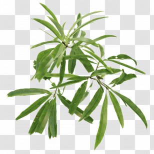 English Oak Walnut Tree Leaf Plant - Organism - Twigs Transparent PNG