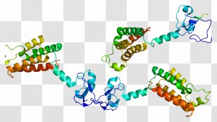 BPTF Wikipedia Protein Nucleosome Remodeling Factor Gene - Heart - Watercolor Transparent PNG