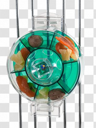 Bird Feeders Foraging Parrot Hummingbird - Pet - Paradise Transparent PNG