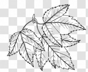 Drawing Line Art Doodle Digital Department Manager - Twig - Leaves Transparent PNG