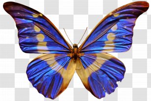 Moths And Butterflies Butterfly Insect Blue Wing - Brushfooted - Lycaenid Transparent PNG