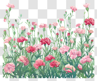 Carnation Field Background - Pink Carnations In Field Transparent PNG