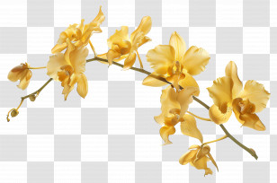 Orchid Flower - Yellow Orchids Transparent PNG