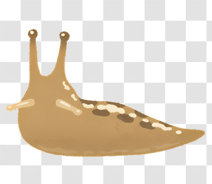Snail - Brown Slug Transparent PNG