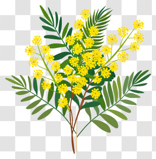 Mimosa Flower - Yellow Mimosa Flowers With Green Leaves Transparent PNG