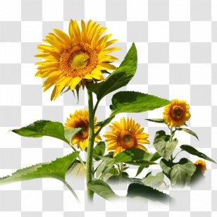 Common Sunflower Travel Service Seed - Daisy Family Transparent PNG