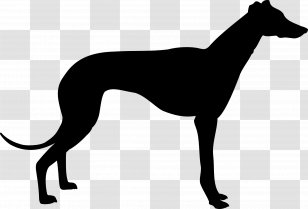 Greyhound Silhouette Clip Art - Dog Like Mammal - Animal Silhouettes Transparent PNG