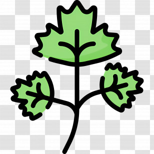 Parsley - Green Leafy Plant Illustration Transparent PNG
